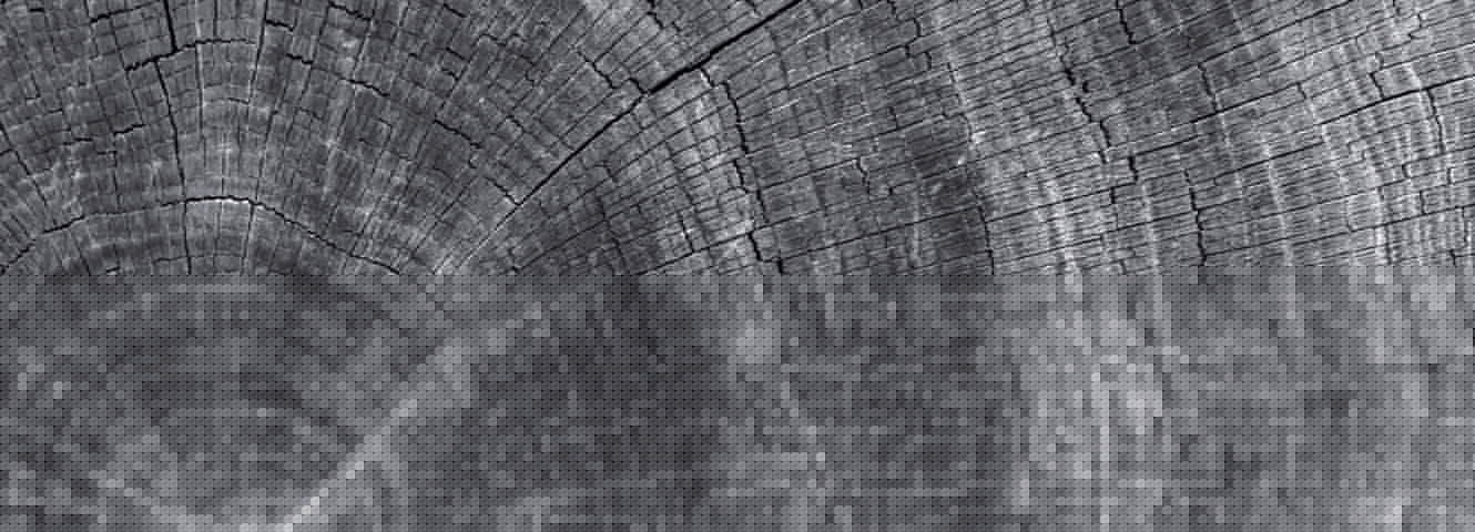 Smooth textured rings of a tree