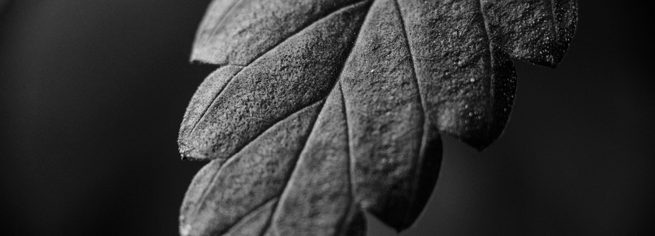 A leaf with a short depth of feild, highly focused on leaf texture.