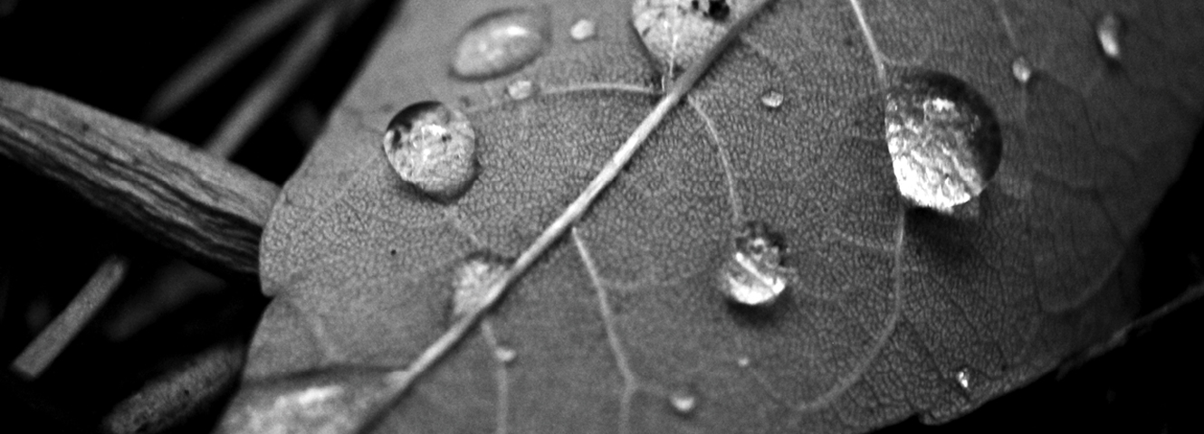 Leaf with water droplets, blades of grass in the background.