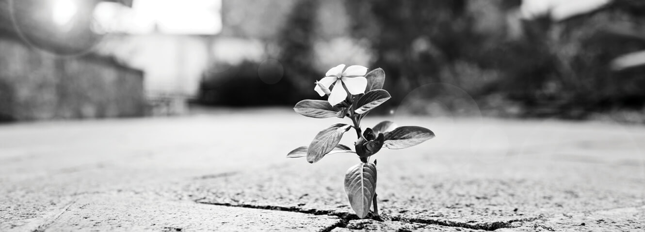 A bright image of a flower blooming from the concrete.