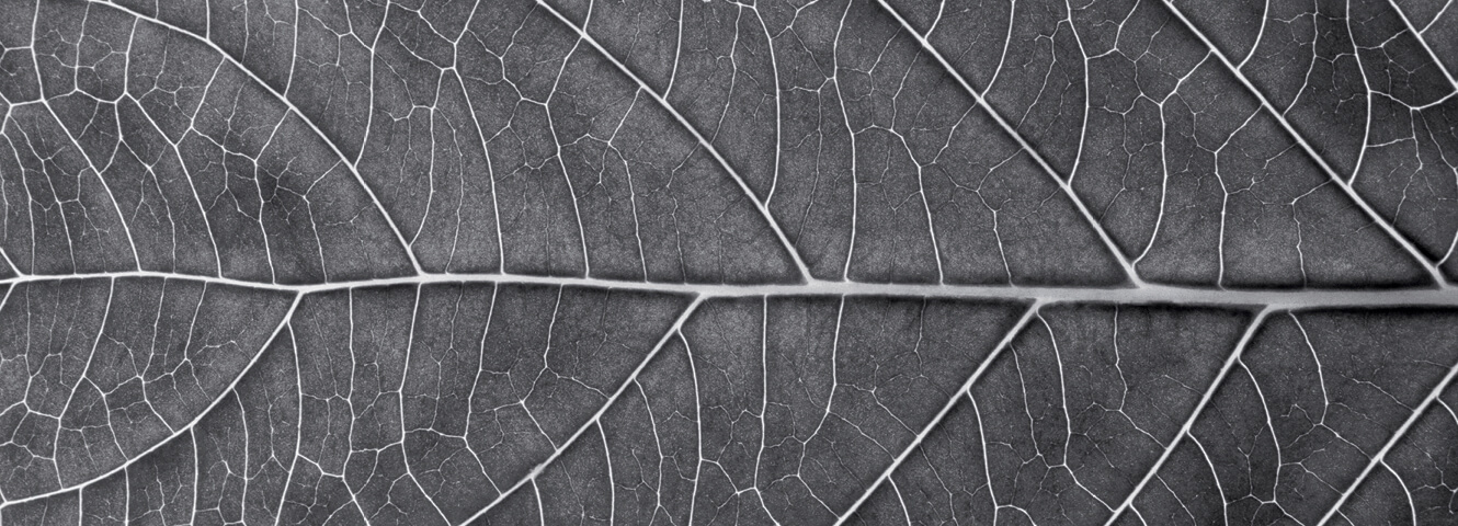 A detailed image of a horizontal leaf and its cells