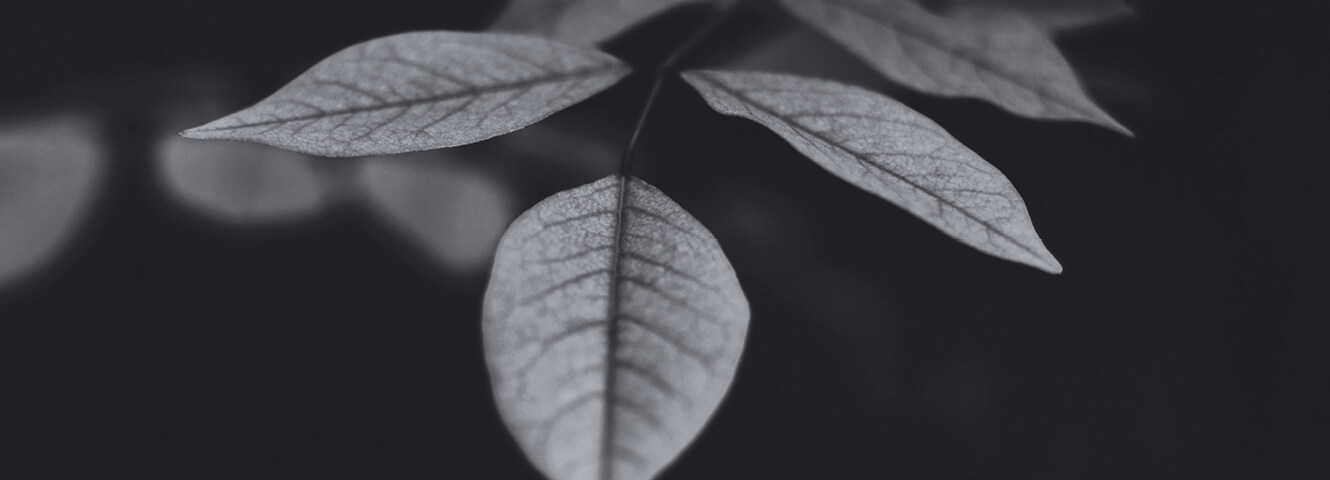 Three leaves on a branch, one extends towards the viewer