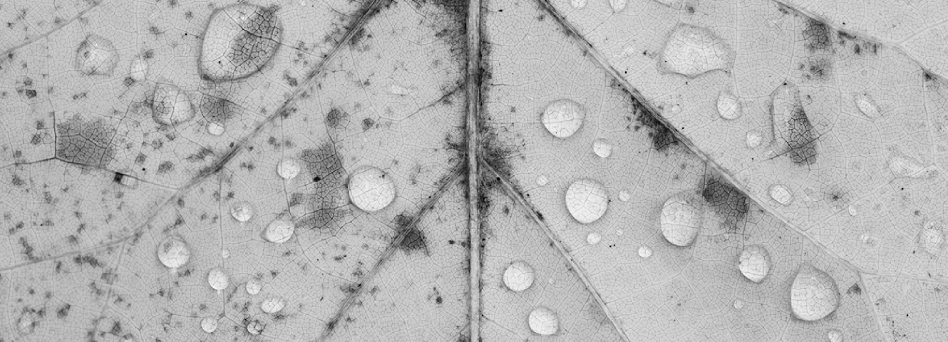 Close up of leaf with water drops.