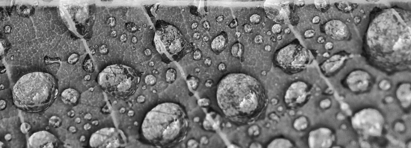 Water droplets grouped close together on a leaf