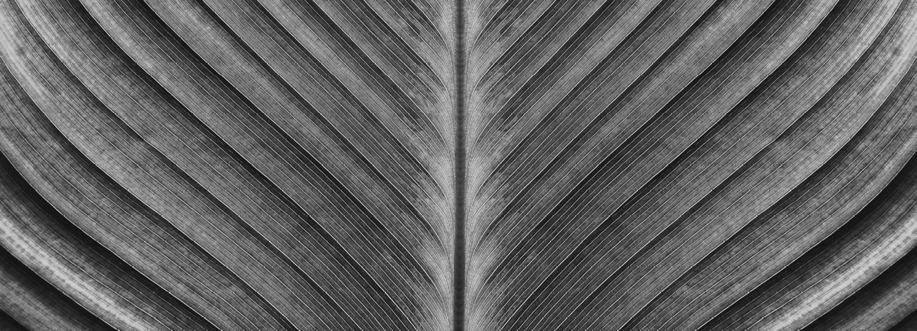 A symmetrical leaf with the stem running down the center of the image.
