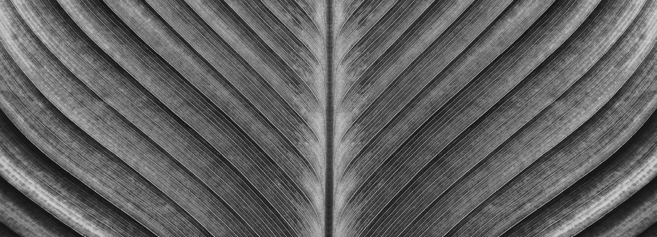 Symmetrical leaf with the stem in the center