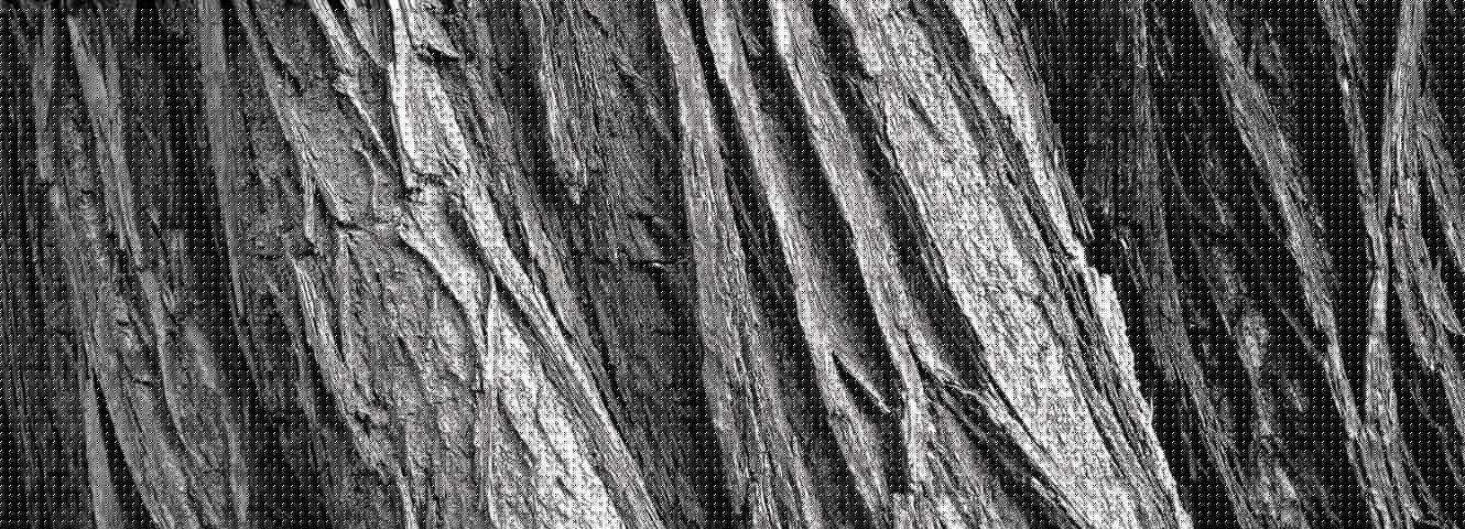 Tree bark texture running vertically, up and down
