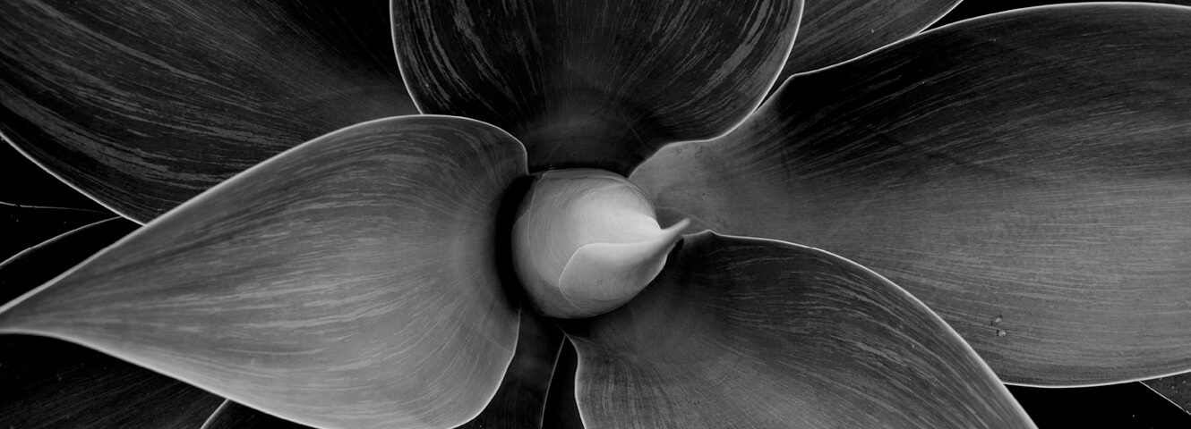 Center of a flower with teardrop shaped petals